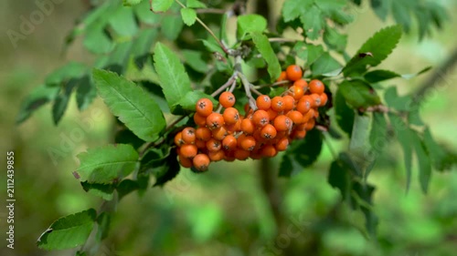 A close-up shot of a vibrant cluster of orange-red rowan berries (mountain ash) hanging on a branch with green pinnate leaves. The daylight highlights the fresh texture of the berries against a softly