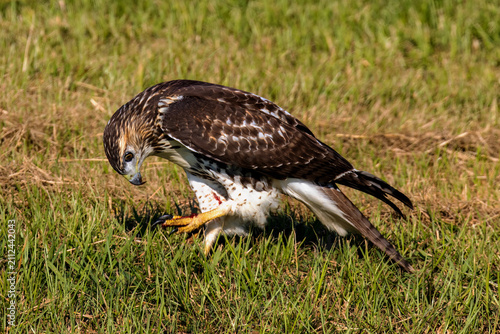 Konstfotografi juvenile red tailed hawk trapping its prey