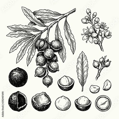 Hand drawn ink sketch of macadamia branch and nut set, vintage botanical illustration isolated on white