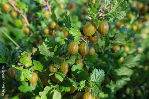 Ripe gooseberries grow on thorny bush branches among lush green leaves in a sunny garden. Greenish-yellow translucent fruits mature under bright summer sunlight, promising a healthy treat.
