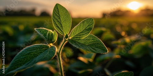 Young soybean plant growing in a fertile field during golden hour sunset. Ideal for agricultural.