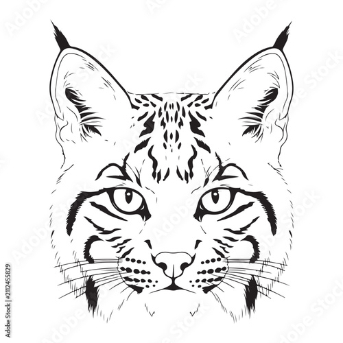 Canvas Print Lynx head vector illustration black and white line art of a wild cat face with t