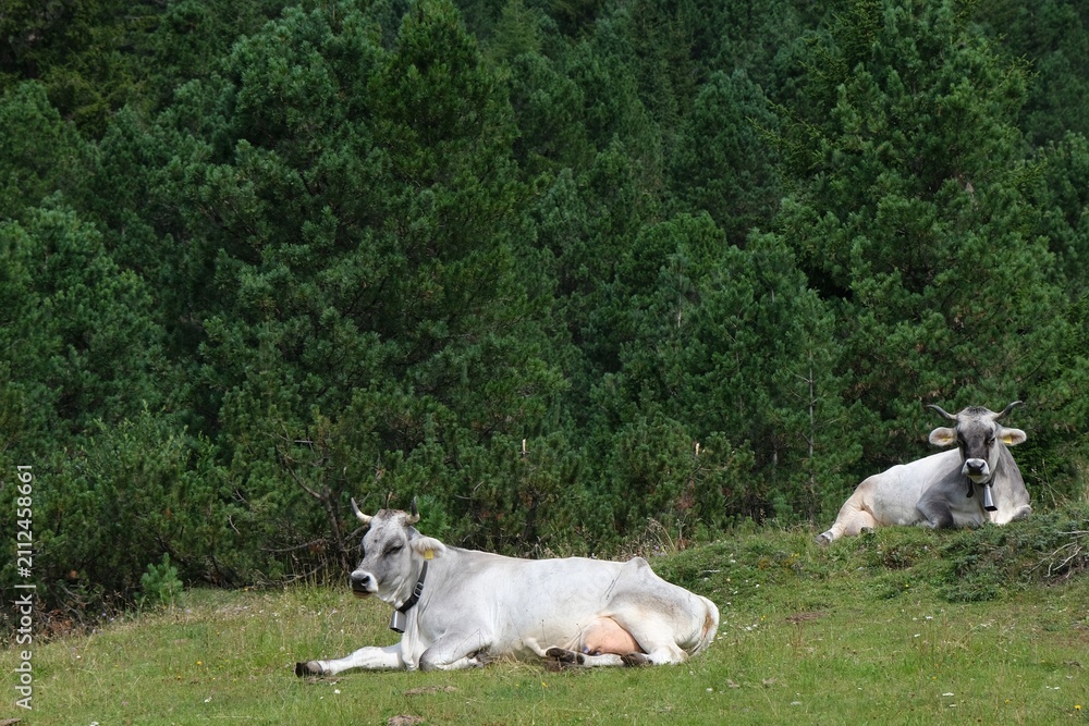 Obraz premium Two alpine cows resting on a mountain meadow surrounded by evergreen forest in the Italian Alps
