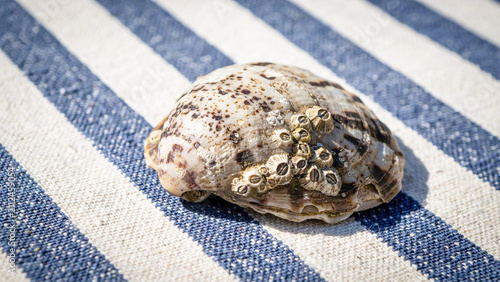 Close-up of a naturally textured speckled seashell resting on a blue and white striped beach towel during summer