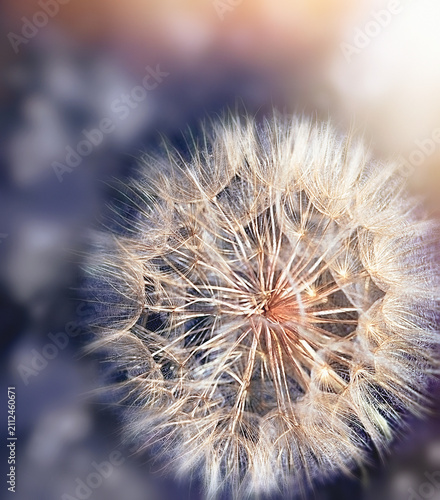 Fotografía Dandelion seed head, Dandelion seeds, fluffy dandelion, puffball airy dandelion