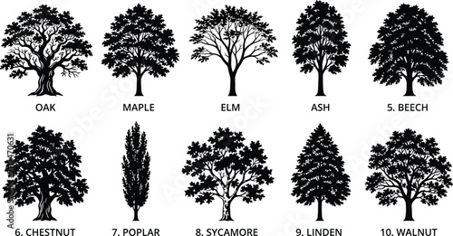 Tree species identification chart presents ten common deciduous and coniferous silhouettes labeled with their respective scientific common.