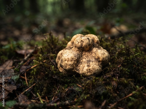 Wild truffle growing in dark forest floor soil surrounded by moss and decaying autumn brown leaves.