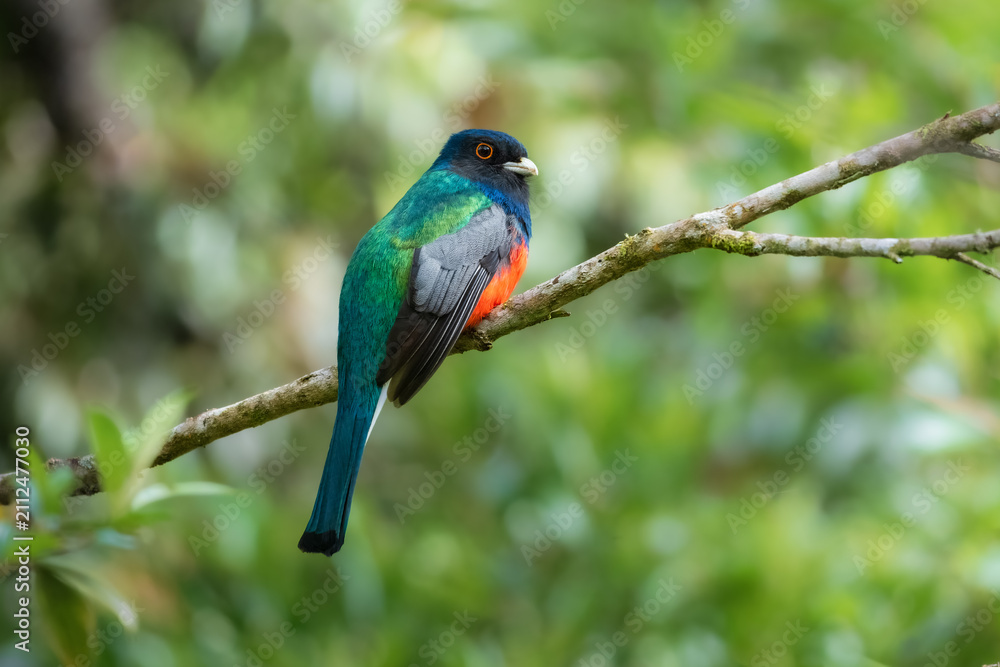 Obraz premium Male Surucua Trogon (Trogon surrucura) perched on a branch in the humid Atlantic Forest, Brazil.