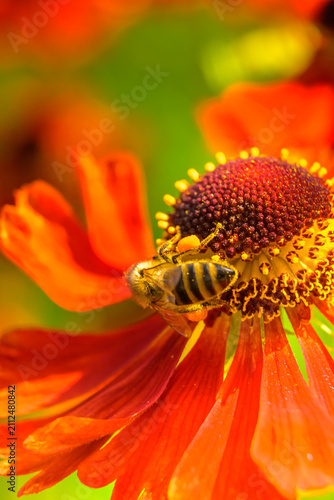 Quadro su tela bee on flower gathering nectar and pollinating flowers