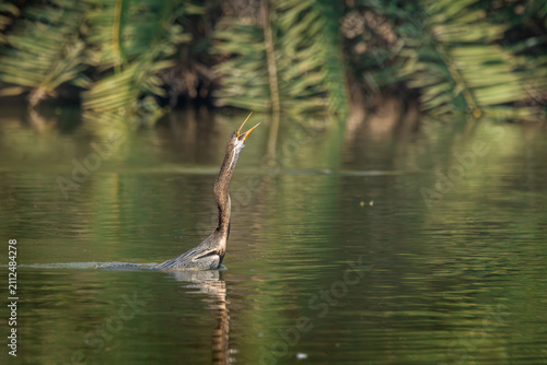 Fotografía Darter or snake bird fishing in water,  Bharatpur, keoladeo national park, Mahar