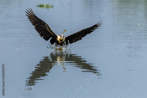 Obraz na plátně darter or snake bird landing in water, bharatpur, keoladeo national park, mahara