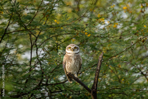 Bild auf Leinwand Spotted owlet sitting on a branch at Bharatpur, Rajasthan bird sanctuary, India