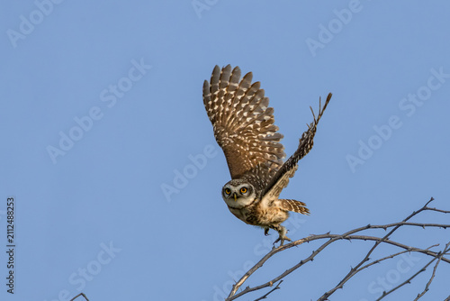 Canvastavla Spotted owlet in flight at Bharatpur, Rajasthan bird sanctuary, India
