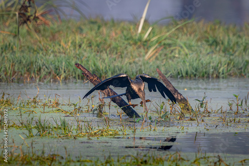Fotografie Oriental darter or snake bird, Bharatpur, Rajasthan, India