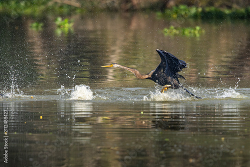 Fotografie Oriental darter or snake bird, Bharatpur, Rajasthan, India