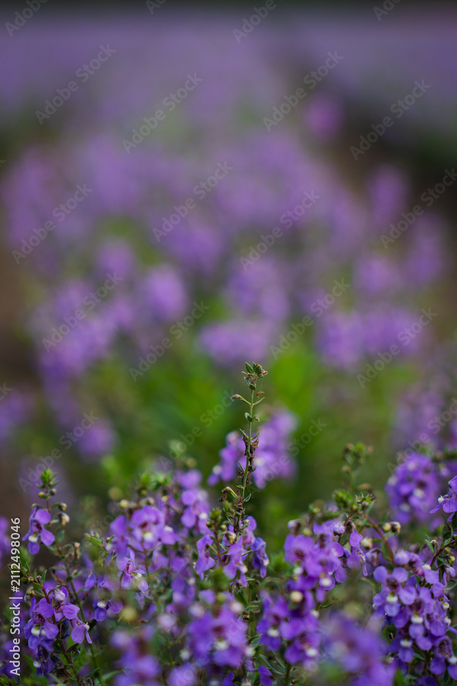 Obraz premium Purple flower garden meadow blossom bokeh green foliage nature floral soft focus scene with delicate wildflower stem lavender color shallow depth calm spring background