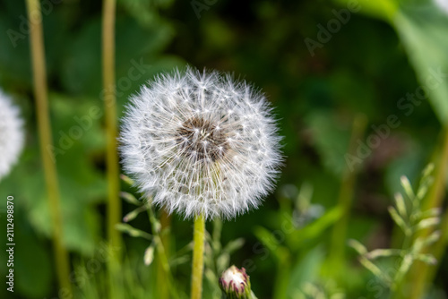 Canvastavla Dandelion Taraxacum officinale seed head with fuzzy pappus seeds in soft lightin
