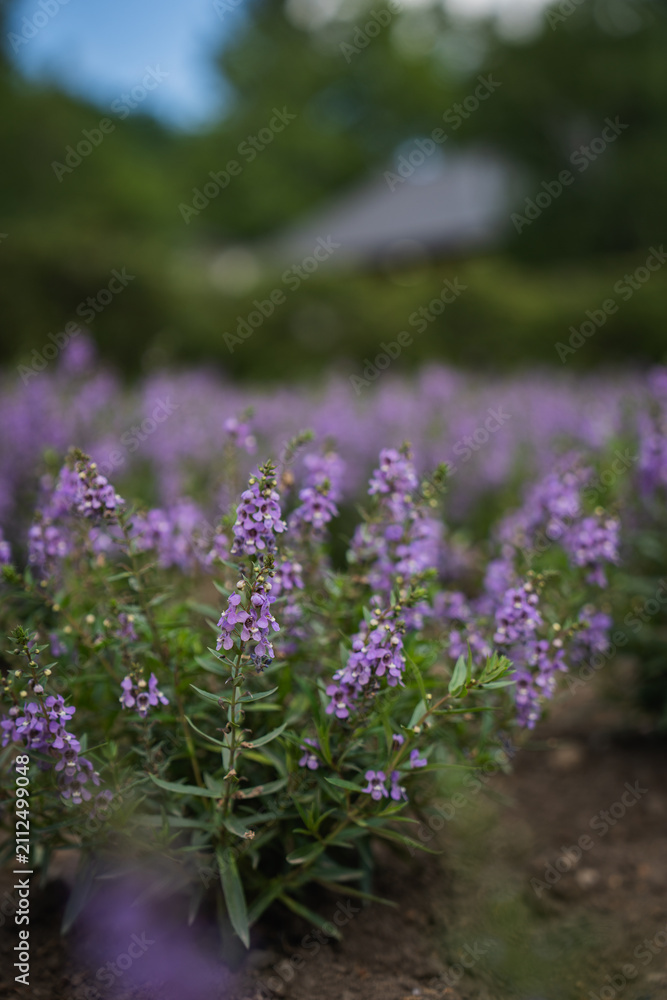Obraz premium Purple flower garden bloom blossom green leaf soil nature cottage background soft bokeh with shallow focus in outdoor bed after rain vertical natural scene