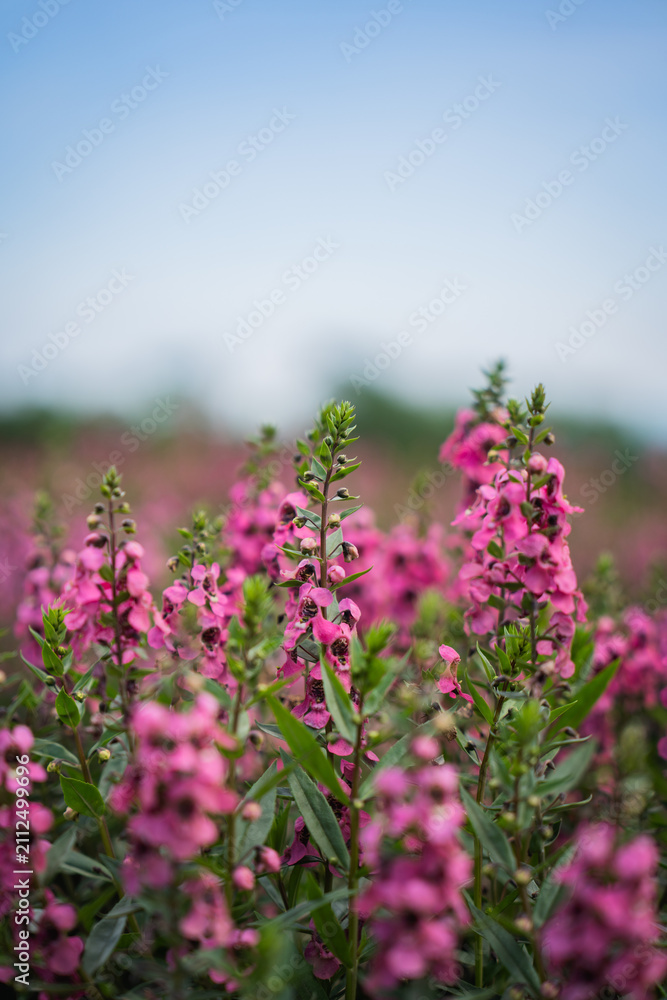 Obraz premium Pink flower meadow blossom stem petal green field nature cluster with soft focus, shallow depth, blue sky, and blurred background in calm spring garden landscape