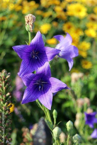 Фотография Purple bellflower bloom in colorful summer flower garden close up