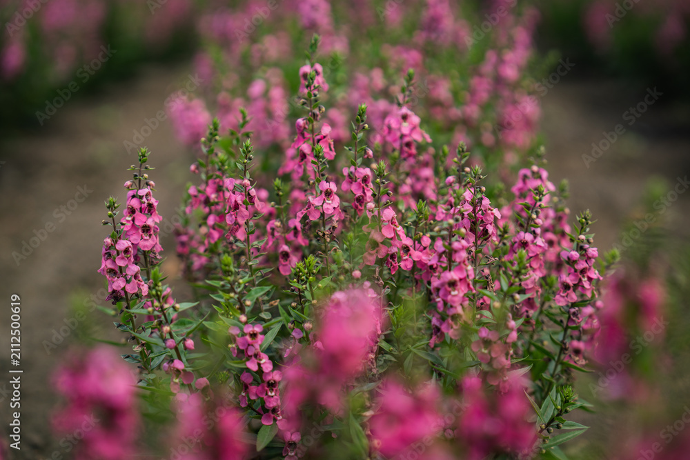 Obraz premium Pink flower blossom garden plant shrub foliage nature bokeh, soft focus floral cluster with green leaf, outdoor meadow growth, delicate spring bloom background