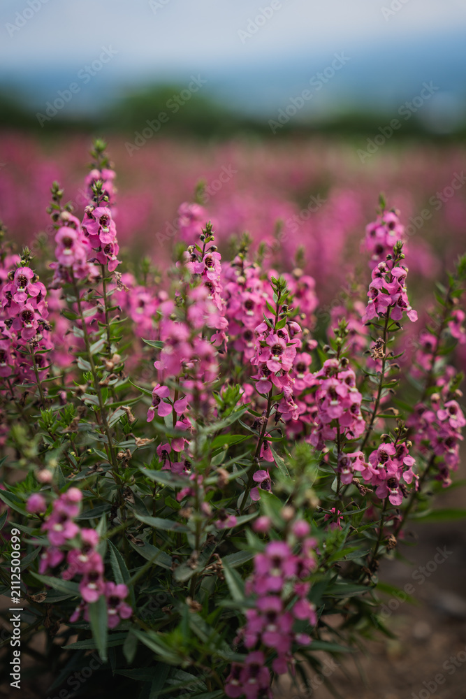 Obraz premium Pink flower wildflower field bloom meadow nature garden plant soft focus spring landscape with delicate blossom spike green foliage blurred background calm outdoor scene