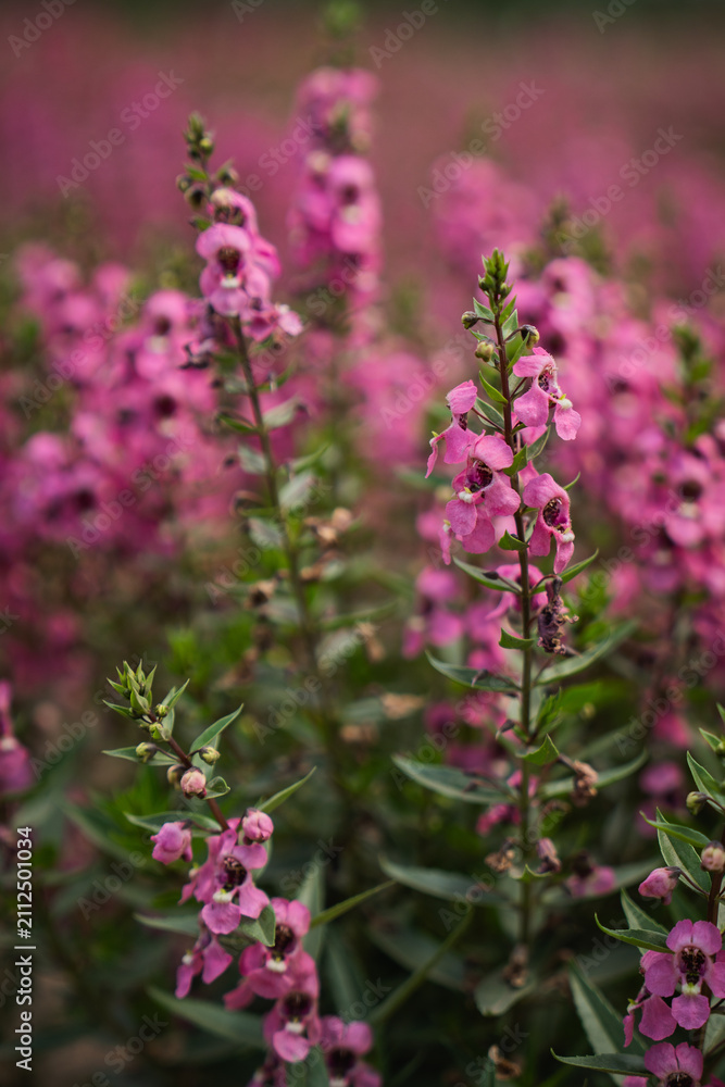 Obraz premium Pink flower, blossom, garden, stem, green leaf, meadow with soft focus background and natural light, showing delicate floral growth in peaceful outdoor setting
