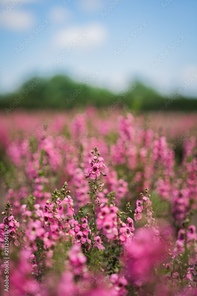 Obraz premium Pink flower field wildflower blossom meadow spring nature soft focus blue sky green foliage outdoor floral landscape with blurred background and sunny mood