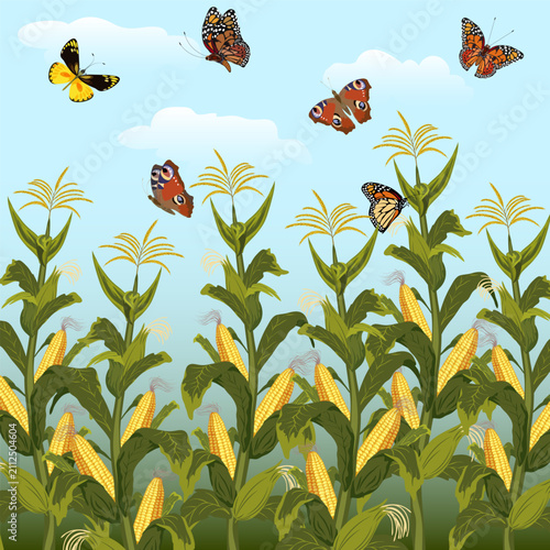 Bright butterflies over a corn field.Vector illustration with beautiful butterflies and clouds over a cornfield.