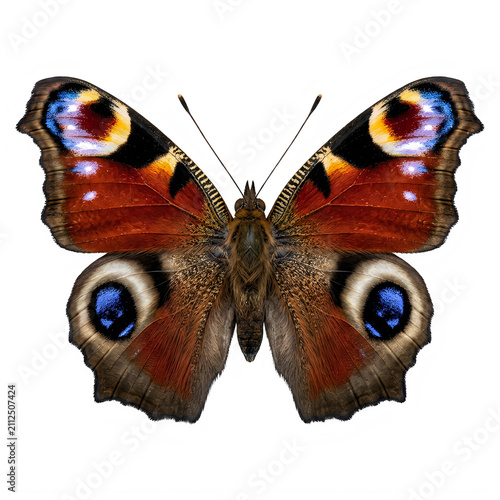 Peacock butterfly with vibrant eyespots on colorful wings isolated on transparent background 