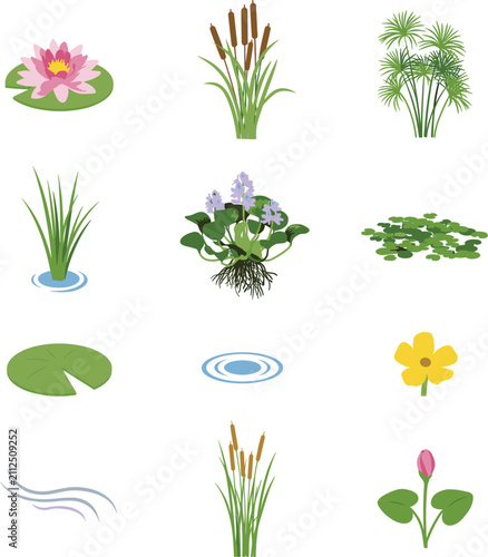 Fotografie Aquatic pond plants and water lilies botanical vector element set featuring pink