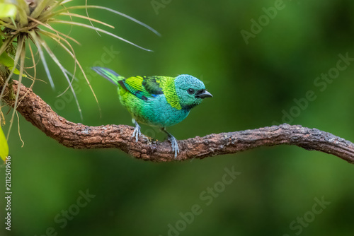 Obraz na płótnie Vibrant Green-headed Tanager (Tangara seledon) perched on a vine near bromeliads in the Atlantic Forest, Brazil