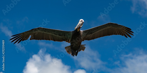 Fotografía Pelican flying in sky
