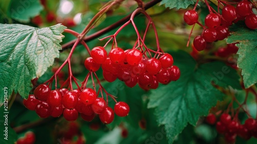 Close up of vibrant red berries on a branch with green foliage background