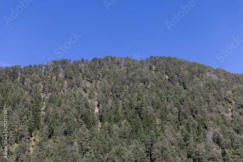 Fotografía A long forested hill ridge runs beneath deep cloudless blue sky, creating a simple late summer mountain landscape of trees and open air