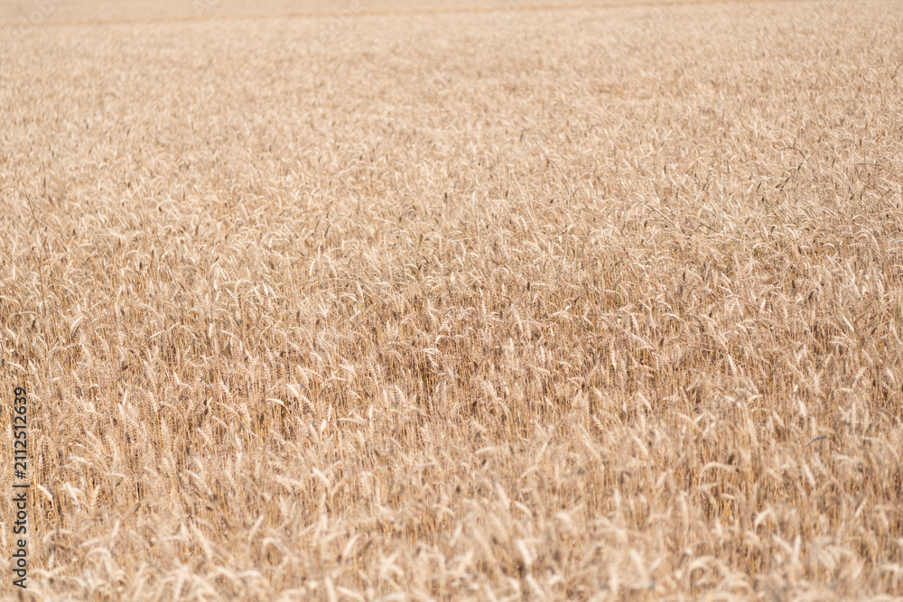 Obraz premium Crop field. Seed ripe nature background. Golden crop and ear of wheat. Farmland with field of rye in summer. Agriculture wheat field. Field on an agriculture farm. Farming