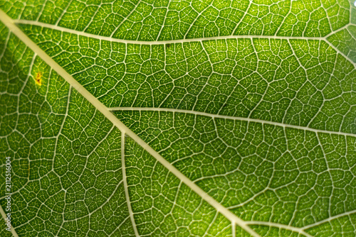 Foto Macro close-up of a green leaf texture with intricate vein patterns