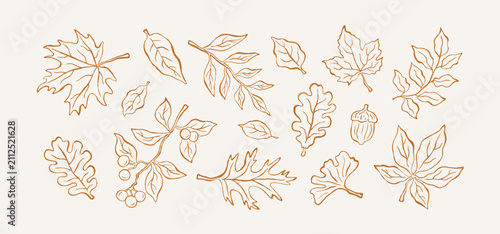 Set of hand-drawn doodle autumn leaves, berries and branches
