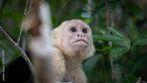 Cuadro en lienzo White headed capuchin monkey looking up in rainforest canopy, Costa Rica