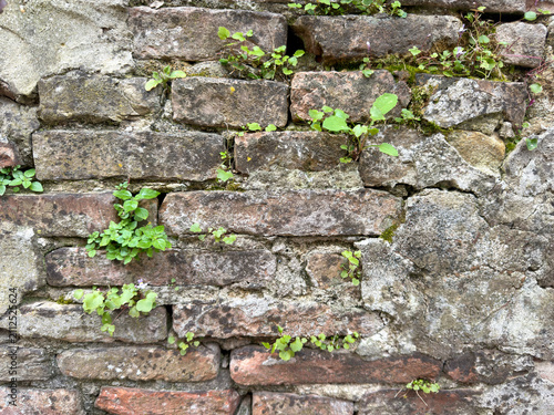 Weeds Growing In Cracks Of Old Stone Wall
