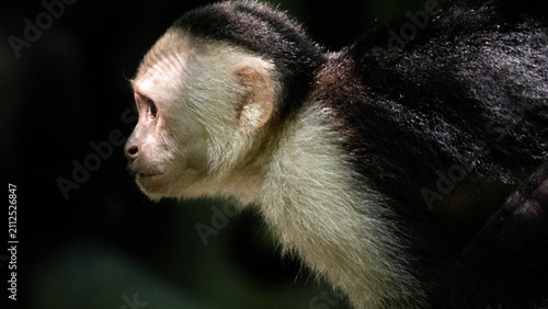 Canvas Print White headed capuchin monkey observing rainforest biodiversity conservation, Cos