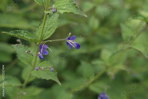 Tiny deep blue flowers on a plant Tripora Divaricata, common name Bluebeard, belonging to family Lamiaceae like mint and sage, growing in garden during cloudy summer day. 