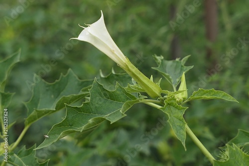 Half evolved trumpet shaped flower of oak-leaved thorn-apple, also called Chinese Thorn-Apple, latin name Datura quercifolia, poisonous plant containing powerful hallucinogenic deliriant alkaloids.