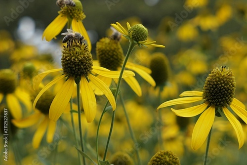 Bees pollinating and collecting nectar from blossoming Cutleaf Coneflower, latin name Rudbeckia Lacinata, during summer cloudy day. 