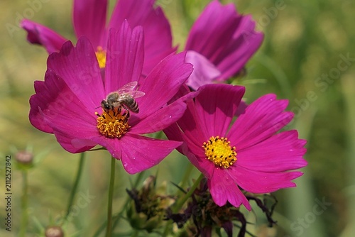 Pink to purple blossoming flowers of Kings Salad plant, also called Ulam Raja, latin name Cosmos Caudatus, sunbathing in summer daylight sunshine, western honey bee Apis Mellifera in flower center. 