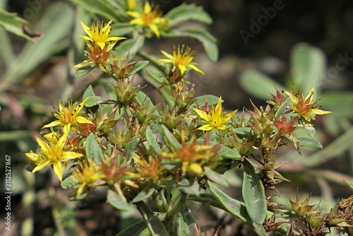 Small yellow flowers and fleshy leaves of succulent Stonecrop plant, latin name Phedimus middendorffianus, growing in alpine garden, sunlit by summer daylight sunshine. 