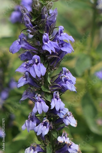 Violet coloured vertical flower cluster with tubular flowers of Great Blue Lobelia flower, also called Great Lobelia or Blue Cardinal Flower, latin name Lobelia siphilitica, growing in summer garden. 