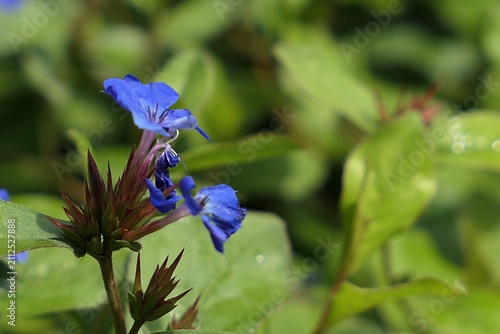 Vivid cobalt-blue trumpet shaped flowers of hardy blue-flowered leadwort, latin name Ceratostigma plumbaginoides, ornamental herbaceous perennial plant growing in summer garden. 