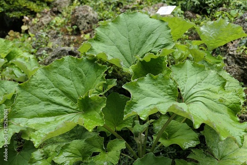 Large hoof and heart shaped leaves of Coltsfoot plant, latin name Tussilago Farfara, growing among other plants in public park during summer cloudy day. 