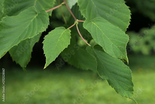 Oval papery leaves on branch tip of asian broadleaf tree Camptotheca acuminata, called Tree of life or Cancer tree, used for production of chemoteraphy drugs as a source of camptothecin. 